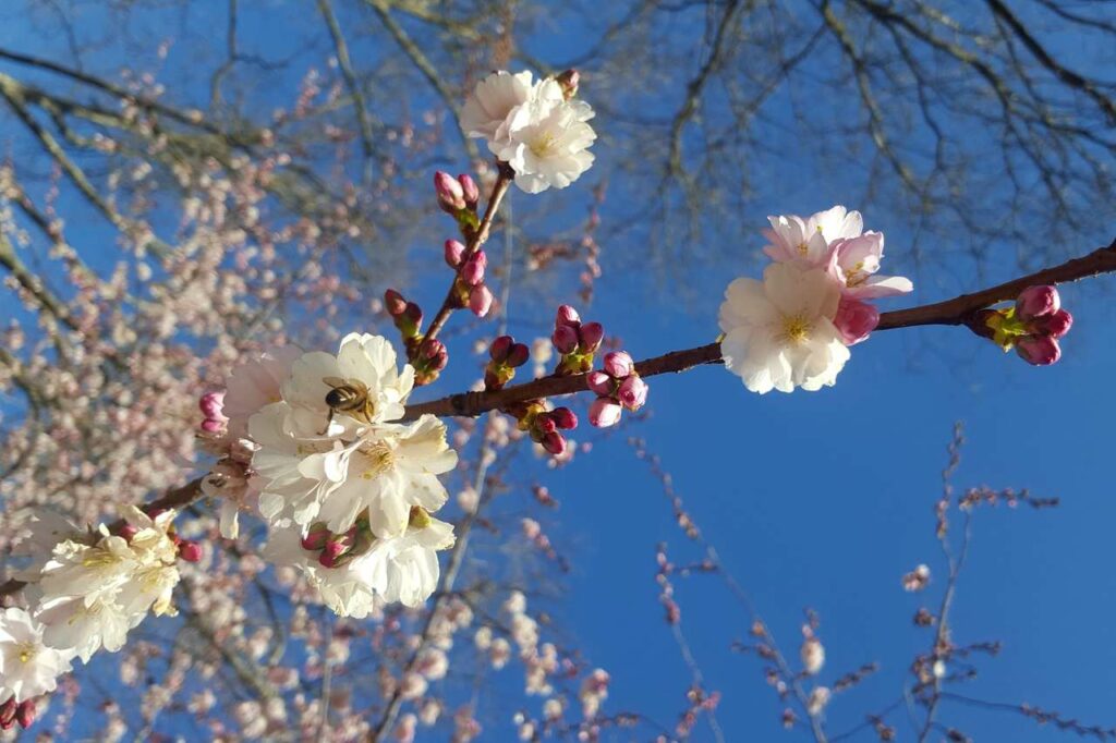 Biografie schreiben – Kirschblüten als Sinnbild des Lebens